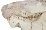 Bargain, Fossil Oreodont (Leptauchenia) Skull - South Dakota #249280-2